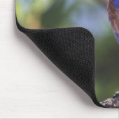 USA, Oregon Männlicher Western Bluebird Mousepad (Ecke)
