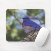 USA, Oregon Männlicher Western Bluebird Mousepad (Mit Mouse)