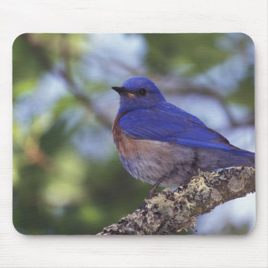 USA, Oregon Männlicher Western Bluebird Mousepad (Vorne)