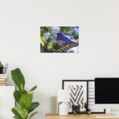 USA, Oregon Männlicher Western Bluebird Poster (Heimbüro)