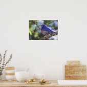 USA, Oregon Männlicher Western Bluebird Poster (Küche)