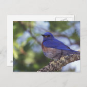 USA, Oregon Männlicher Western Bluebird Postkarte (Vorne/Hinten)