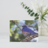 USA, Oregon Männlicher Western Bluebird Postkarte (Stehend Vorderseite)