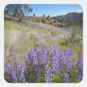 USA, Oregon, Mitchell, blühende Lupines Quadratischer Aufkleber