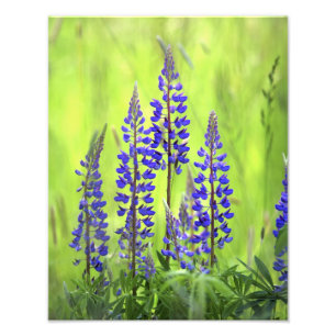 USA, Oregon, Mt. Hood National Forest, Lupine Fotodruck