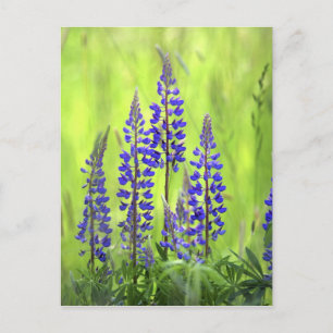 USA, Oregon, Mt. Hood National Forest, Lupine Postkarte