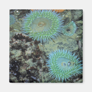 USA, Oregon, Neptun SP. Juwel-farbene See Magnet