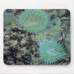 USA, Oregon, Neptun SP. Juwel-farbene See Mousepad
