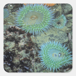 USA, Oregon, Neptun SP. Juwel-farbene See Quadratischer Aufkleber