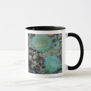 USA, Oregon, Neptun SP. Juwel-farbene See Tasse