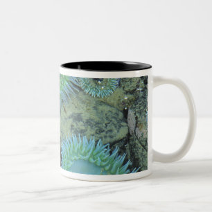 USA, Oregon, Nepture SP. Juwelenfarbenes Meer Zweifarbige Tasse