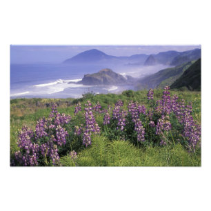 USA, Oregon, Nesika Beach. Lupine und Oregon Fotodruck
