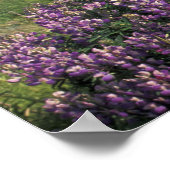 USA, Oregon, Nesika Beach. Lupine und Oregon Poster (Ecke)