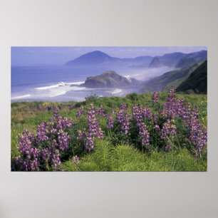 USA, Oregon, Nesika Beach. Lupine und Oregon Poster