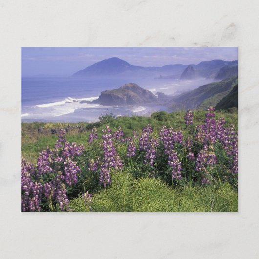 USA, Oregon, Nesika Beach. Lupine und Oregon Postkarte (Vorderseite)