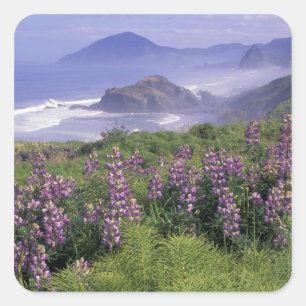 USA, Oregon, Nesika Beach. Lupine und Oregon Quadratischer Aufkleber