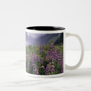USA, Oregon, Nesika Beach. Lupine und Oregon Zweifarbige Tasse
