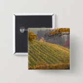 USA, Oregon, Newberg. Weinberg im Herbst. Button (Vorne & Hinten)