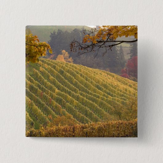 USA, Oregon, Newberg. Weinberg im Herbst. Button (Vorderseite)