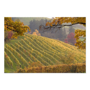 USA, Oregon, Newberg. Weinberg im Herbst. Fotodruck