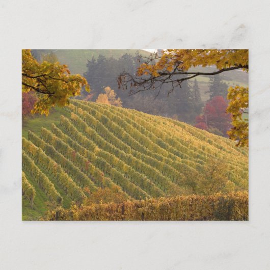 USA, Oregon, Newberg. Weinberg im Herbst. Postkarte (Vorderseite)
