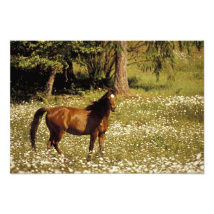 USA, Oregon. Pferd auf einem Feld mit Gänseblümche Fotodruck