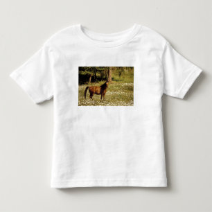 USA, Oregon. Pferd auf einem Feld mit Gänseblümche Kleinkind T-shirt
