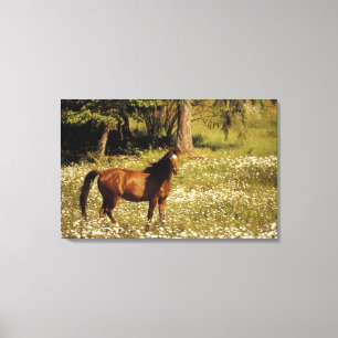 USA, Oregon. Pferd auf einem Feld mit Gänseblümche Leinwanddruck