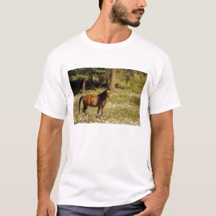 USA, Oregon. Pferd auf einem Feld mit Gänseblümche T-Shirt