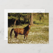 USA, Oregon Pferd im Feld der Molkereien Postkarte (Vorne/Hinten)
