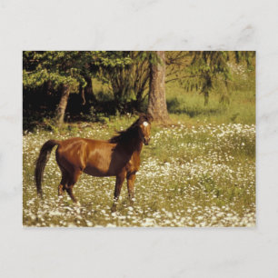 USA, Oregon Pferd im Feld der Molkereien Postkarte