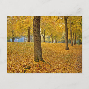USA, Oregon, Portland. American Linden Trees Postkarte