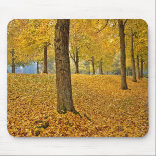 USA, Oregon, Portland. Amerikanische Linden-Bäume Mousepad