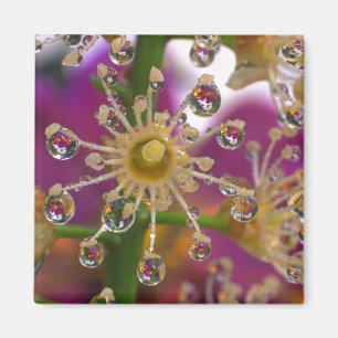 USA, Oregon, Portland. Cosmos-Blumen spiegeln sich Magnet