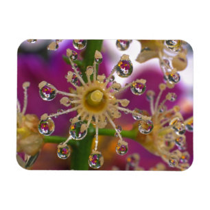 USA, Oregon, Portland. Kosmos-Blume spiegeln sich  Magnet