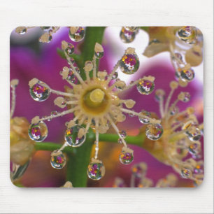 USA, Oregon, Portland. Kosmos-Blume spiegeln sich Mousepad