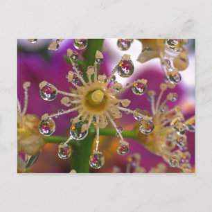 USA, Oregon, Portland. Kosmos-Blume spiegeln sich  Postkarte