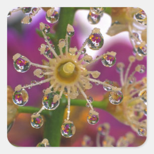 USA, Oregon, Portland. Kosmos-Blume spiegeln sich  Quadratischer Aufkleber