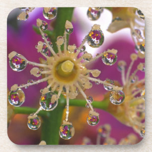 USA, Oregon, Portland. Kosmos-Blume spiegeln sich  Untersetzer