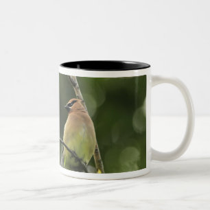 USA, Oregon, Portland. Männlicher Seidenschwanz Zweifarbige Tasse