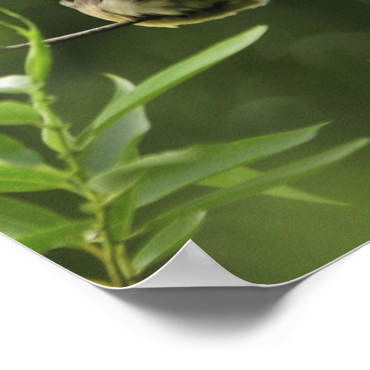 USA, Oregon, Portland. Männlicher Zedernwachs Poster (Ecke)