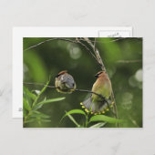 USA, Oregon, Portland. Männlicher Zedernwachs Postkarte (Vorne/Hinten)