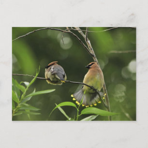 USA, Oregon, Portland. Männlicher Zedernwachs Postkarte