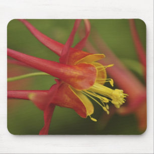 USA, Oregon, Portland. Nahaufnahme der Akelei Mousepad