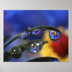 USA, Oregon, Portland, Nahe Ansiedlung von Ladybir Poster