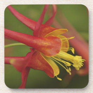 USA, Oregon, Portland. Nahe Kolumbin Getränkeuntersetzer