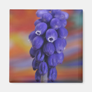 USA, Oregon, Portland. Naher Blauweinanbau Magnet