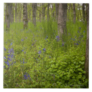 USA, Oregon, Salem, Wildblumen unter Eichenbäumen Fliese