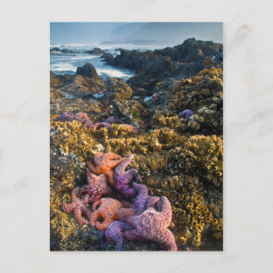 USA, Oregon. Seesterne Postkarte