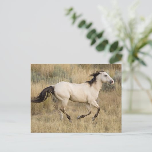 USA, Oregon, Seneca, Ponderosa Ranch. Pferd Postkarte (Stehend Vorderseite)